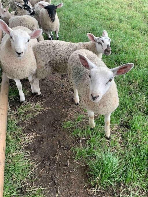 فيلا Ivy House Farm, Near Longnor Longnor  المظهر الخارجي الصورة